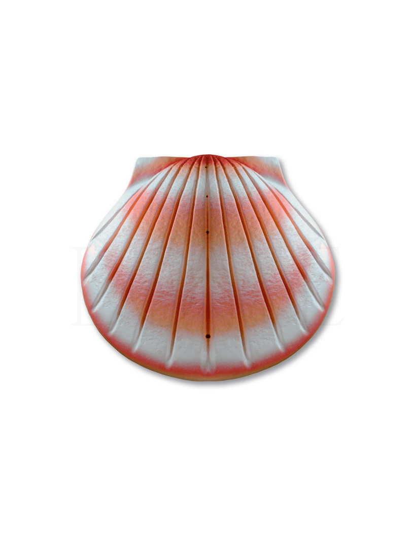 Shell Urn - Coral - Anchored by Love